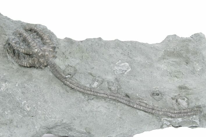 Fossil Crinoid (Cyathocrinites) - Crawfordsville, Indiana #358062
